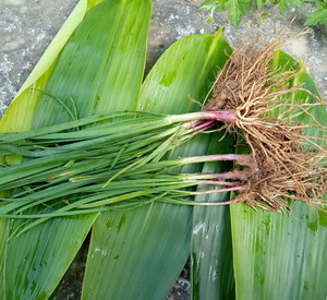 野生韭菜新鲜韭菜山韭菜野生韭菜根种苗两份包邮
