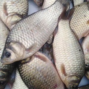 东北冷水野鲜活新鲜鲫鱼汤孕妇下奶专用熬鱼汤老人小孩适合包邮