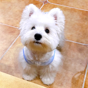 纯种西高地白梗幼犬家养小型赛级双血统活体宠物狗狗上海东方犬舍