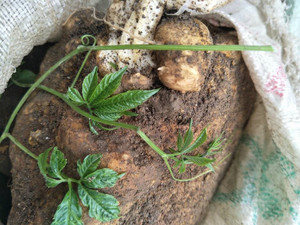 贵州中草药野生雪胆蛇莲苦金盆罗锅底赛金刚500g包邮