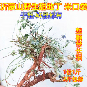 野生新鲜甜地丁根米口袋老鼠布袋草紫花地丁萝卜中药材2斤包邮