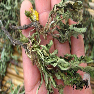 21年干蒲公英茶中药材野生婆婆丁整棵带根晒干的泡水特级500g包邮