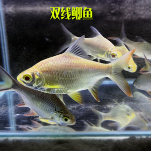 泰国红鳍双线鲫鱼活体金银鲫鱼金凤银凤吃垃圾鱼清道夫冷水混养鱼