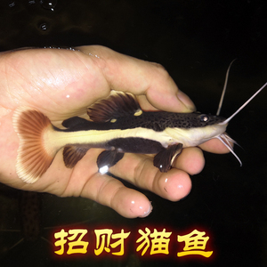 招财猫鱼活体狗仔鲸鱼红尾鲶鱼底层鱼混养鱼金银龙配鱼淡水观赏鱼