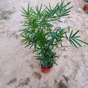 慈孝竹家养竹子盆栽小矮化室内庭院苗装饰观赏竹四季常青假山植物