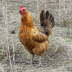 4年老母鸡农家散养土鸡真正农村苏北草鸡柴鸡笨鸡净重约3斤现杀