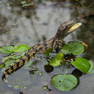 小鳄鱼 鳄鱼两栖动物仿体 包邮包活