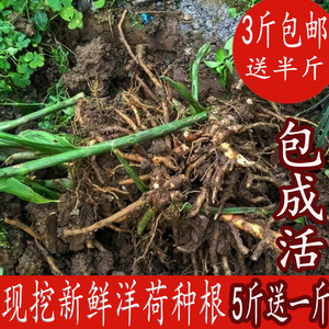 001人付款淘宝湖北野生洋荷姜根 阳荷 洋火姜百分
