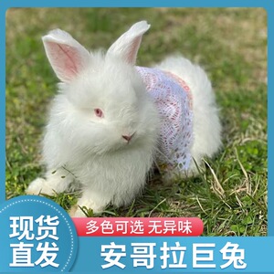 【小兔宠物】小兔宠物品牌,价格 - 阿里巴巴