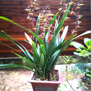 【兰草红香妃】兰草红香妃品牌,价格 - 阿里巴巴