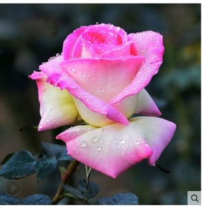大花品种月季花摩纳哥公主玫瑰盆栽花苗复色茶香阳台花卉庭院植物