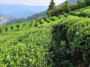 大瑶山野生红茶金秀云雾山石野生茶广西野生红茶春茶新茶茶叶散装