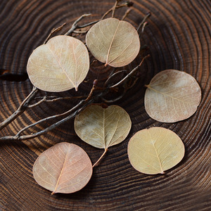 【巴西圆叶】树叶圆形小叶子干花相框饰品花环永生花材料配