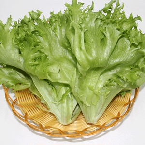 西餐蔬菜 新鲜绿叶生菜 优雅生菜 沙拉菜 500g