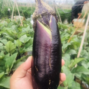 云南茄子本地老品种黑茄子露天自然熟新鲜现摘现发6斤整箱