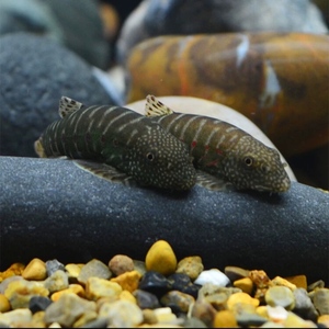 红钻吸鳅  工具鱼  吸鳅  溪流鱼  观赏鱼 冷水鱼