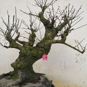 卖花渔村原生梅桩盆景红梅盆栽老桩带花苞花卉一物一拍耐寒植物