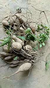 野生白敛/九牛力/白根/昆仑山地瓜/见肿消/烫伤药/新鲜白蔹500克