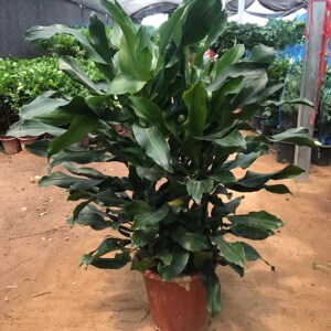 螺纹铁花卉绿植大富贵竹大型盆栽办公室内吸甲醛净化空气四季常青