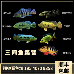 精品蓝帆眼斑三间鱼帝王三间蓝帆五间黄金巴西亚鱼苗观赏鱼热带鱼