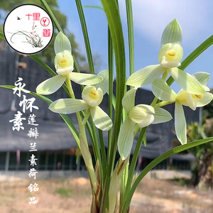 【永怀素兰花】永怀素兰花品牌,价格 - 阿里巴巴