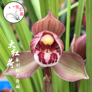 【十里兰香】春剑大红荷 学林荷 铭品兰花红花荷瓣浓香老种兰花苗