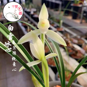 【十里兰香】春兰白雪冰心 阿里山素 老月佩素 素心浓香老种兰花