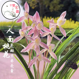 【十里兰香】云南莲瓣兰 人面桃花 细叶素心红花赤壳素名贵兰花苗