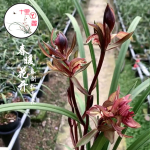 【十里兰香】春剑 春暖花开 红盖世牡丹 中华奇珍 复色花浓香兰花