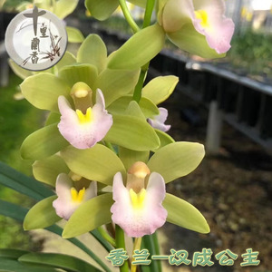 【十里兰香】香兰 汉城公主大花浓香 墨兰紫元素兰花好养活年宵花