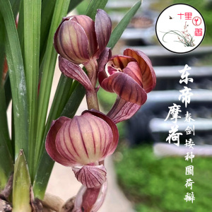 【十里兰香】春剑 东帝摩荷 兰花盆栽矮种浓香紫黑红荷名贵兰花苗