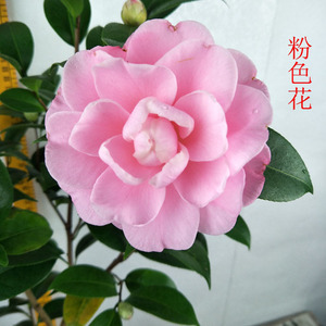 粉色茶花品种