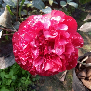 云斑大元帅 名贵品种茶花 资深花友典藏品种花开红色花型艳丽缤纷