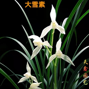 莲瓣兰石鼓大雪素2壮苗花卉盆栽