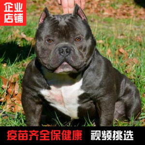 猛犬俱乐部比特犬买卖_比特犬俱乐部_猛犬俱乐部比特犬中介