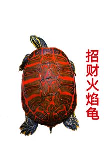 火焰龟活物红腹宽纹龟苗鱼缸吃粪龟杂食深水龟观赏龟宠物龟招财龟