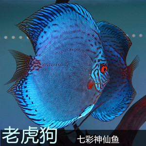 七彩神仙鱼老虎狗