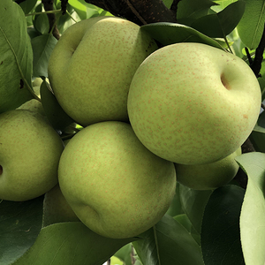 现摘云南夏雪梨中果实发净重9斤(30-40个)