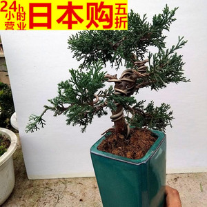 文人式盆景日本