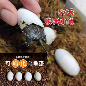 乌龟蛋壳孵化小乌龟出壳宠物龟受精蛋孵化盒草龟花龟鳄龟可孵化蛋