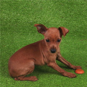 基地纯种小鹿犬活体幼犬迷你笃宾犬宠物狗小型犬铁包金黑黄色包邮