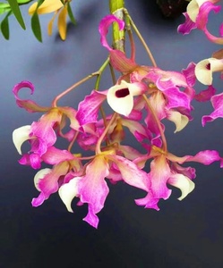 泰国边界红花扭瓣石斛2苗900 花很美 名贵品种 好养容易开花