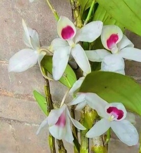 广西金钗姨妈钗石斛2苗3800 花很美 名贵品种 好养容易开花