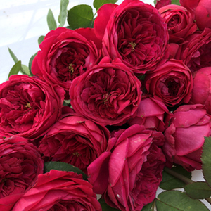 新品灌木浓香大花 双人芭蕾花 月季四季开花玫瑰盆栽花卉非常容易