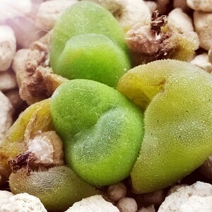 水晶鞋肉锥,sh1212,100粒起拍,标价一粒价.