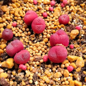 吕氏红宝石肉锥