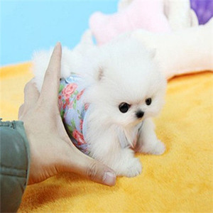 出售长不大袖珍茶杯犬