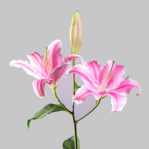 朗润鲜花[索尔邦 10枝/扎]粉色百合花 昆明鲜花速递