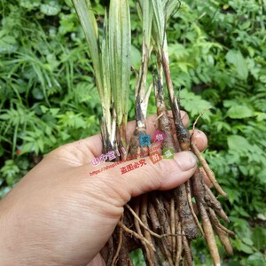 野生药材新鲜仙茅 独茅根 独脚仙茅 小棕根 下单现挖500克