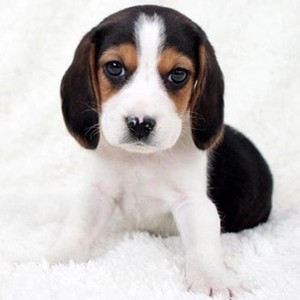 无偿领养纯种比格幼犬活体小型米格鲁猎兔犬短毛猎犬巴吉度宠物狗